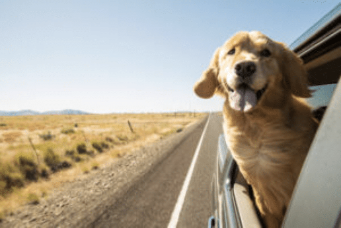 Keeping It Cool:  Safety Tips for Traveling with Your Dog